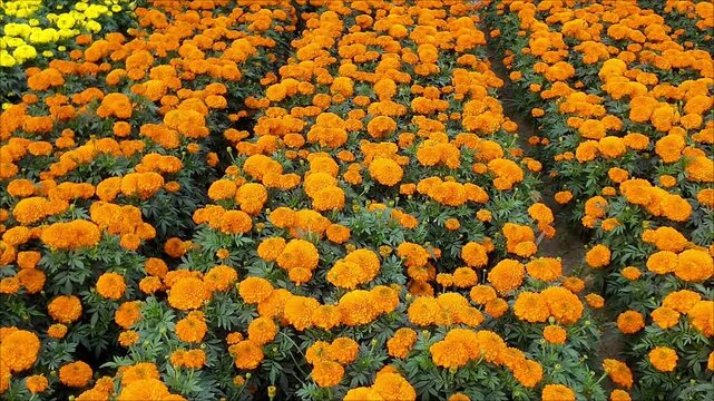 A field full of marigold or Genda phool  under a blue sky. 