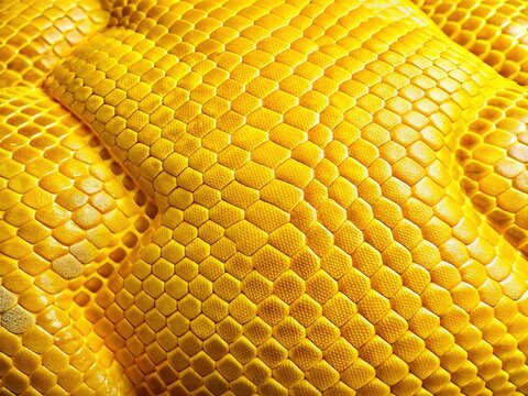 Yellow Python Skin Texture Background - Reptile Leather, Exotic Scales