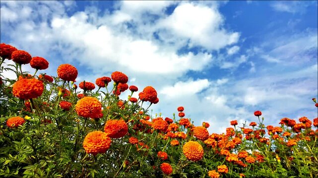A field full of marigold or Genda phool  under a blue sky. 