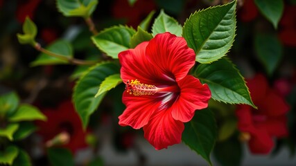 Close-up Spanish Hibiscus Flower, Murcia Flora, Mediterranean Beauty