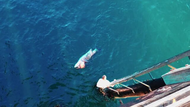 Giant sea bass fish floating on the surface of the ocean.