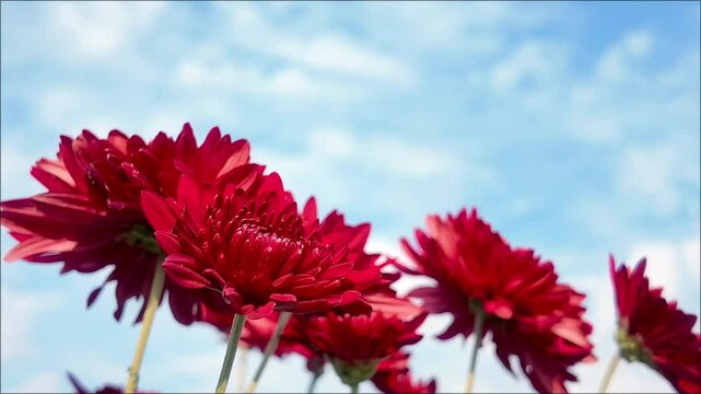 Red chrysanthemum flowers on blue sky background