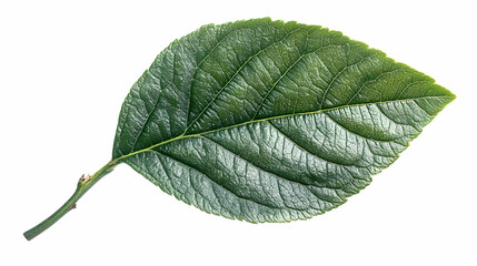Obraz premium Green leaf, studio shot, white background, nature