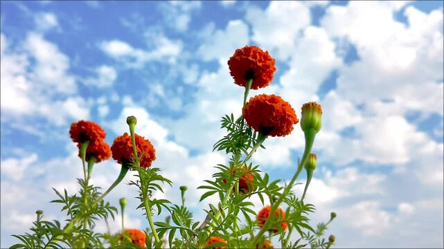 A field full of marigold or Genda phool  under a blue sky. 