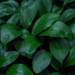 Fototapeta premium Lush Green Leaves Dew Drops Nature Background Plants Summer Garden Greenery Foliage