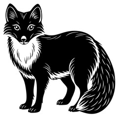 black and white Arctic Fox