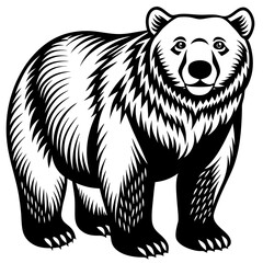 illustration of a bear