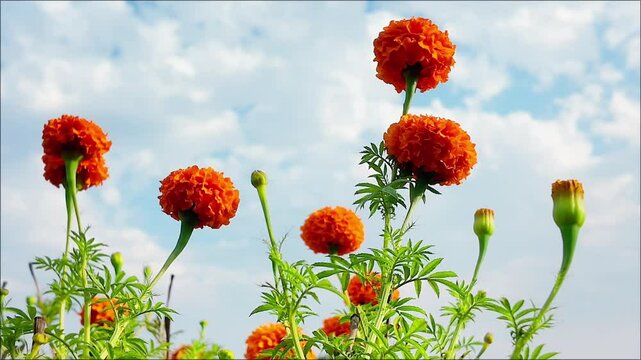 A field full of marigold or Genda phool  under a blue sky. 