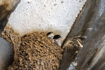 Swallow chicks lifting their heads above edge of nest