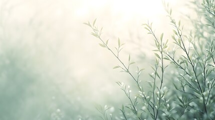 Delicate willow branches in fresh green, soft morning light, serene and minimalist Qingming Festival scene