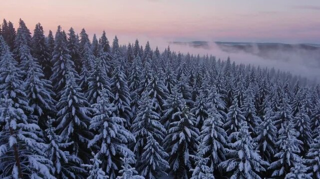 Snow-covered pine forest with mist lingering among the trees as the sunrise casts pink and orange hues across the winter sky, creating a tranquil atmosphere.


