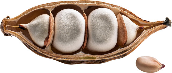 Close up of Three Seeds Inside Opened Seed Pod Detailed Macro Photography of Botanical Specimen