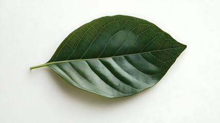 Single green leaf, isolated, white background, nature detail, botanical illustration