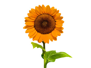 Fototapeta premium Fresh organic sunflowers PNG transparent.