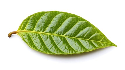 Obraz premium Green cocoa leaf isolated on white 
