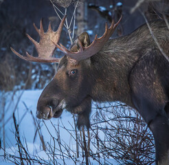 Bull moose in Anchorage, Alaska in winter