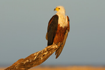 African fish-eagle (Haliaeetus vocifer) perched on a branch, Chobe National Park, Botswana.