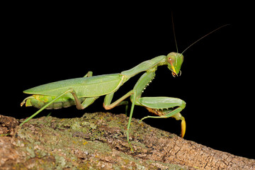 Common green mantis (Sphodromantis gastrica) on a branch, South Africa.