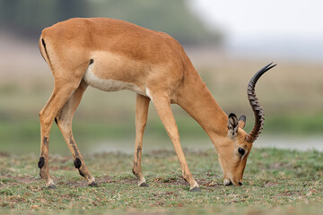 A male impala antelope (Aepyceros melampus) grazing in natural habitat, Chobe National Park, Botswana.