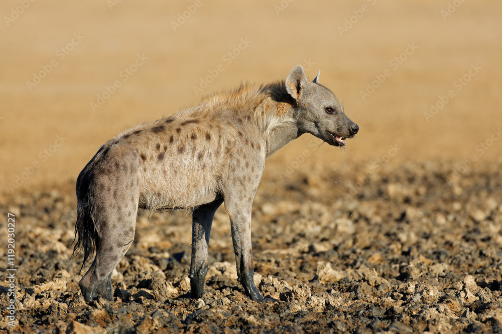 Wall mural a spotted hyena (crocuta crocuta) in natural habitat, kalahari desert, south africa.