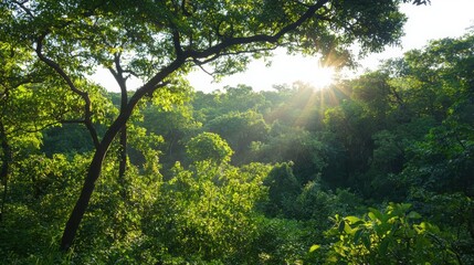 Sunlight filtering through a dense forest nature scene lush greenery tranquil environment serene viewpoint natural beauty