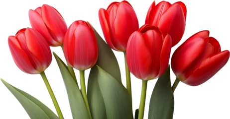 Vibrant Red Tulips Bouquet Close up Spring Flowers Floral Background Nature Photography