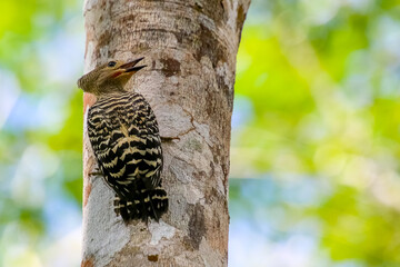 woodpecker on tree