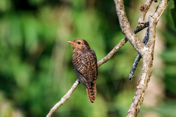 robin on a branch