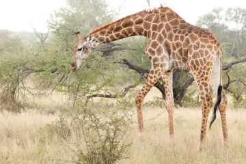 Obraz premium A South African giraffe in its dry thornbush and grassland natural habitat, browsing on a fresh young acacia thorn tree while oxpecker birds comb its body for food in a game reserve in South Africa.