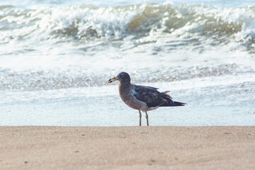 Peruvian seagull on Chinchorro beach, Arica city