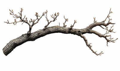 Isolated gnarled oak branch, spring buds, white background, design element