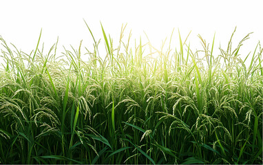 Obraz premium Sunlit Rice Paddy Field, Agriculture, Growth