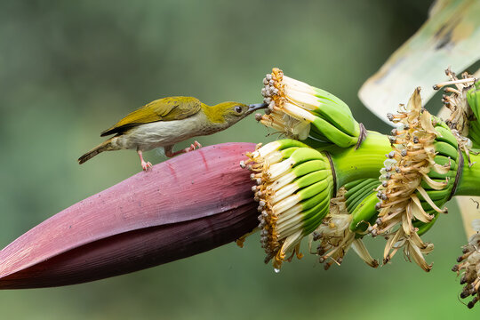 streaky breasted spiderhunter Foraging