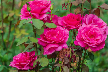 Blooming red rose bud with raindrops close up