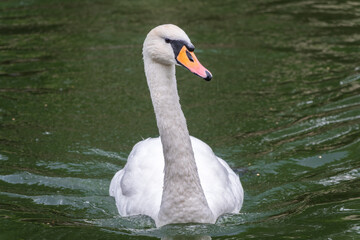 A graceful white swan swimming on a lake with dark water. The white swan is reflected in the water