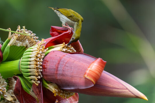 streaky breasted spiderhunter Foraging