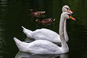 Two Graceful white Swans swimming in the lake, swans in the wild