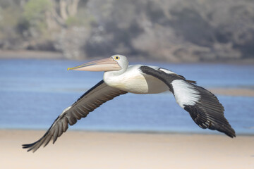 Flying pelican