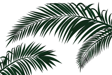 tropical palm fronds, vibrant green leaves, botanical illustration, white background, detailed leaf texture, natural light, photorealistic, high contrast, isolated plant specimen, lush foliage, archin