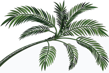 Obraz premium tropical palm fronds, vibrant green leaves, botanical illustration, white background, detailed leaf texture, natural light, photorealistic, high contrast, isolated plant specimen, lush foliage, archin