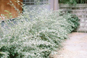 Soft, silver-green leaves create a textured tapestry