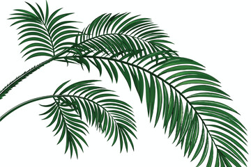 tropical palm fronds, vibrant green leaves, botanical illustration, white background, detailed leaf texture, natural light, photorealistic, high contrast, isolated plant specimen, lush foliage, archin