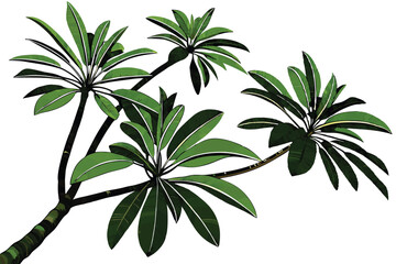 tropical palm fronds, vibrant green leaves, botanical illustration, white background, detailed leaf texture, natural light, photorealistic, high contrast, isolated plant specimen, lush foliage, archin