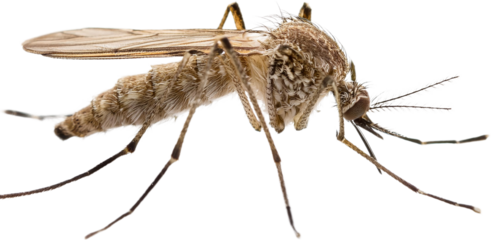 Detailed Close up of a Mosquito Insect Anatomy High Resolution Photography