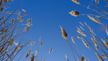 grass against blue sky, view from bottom to top.