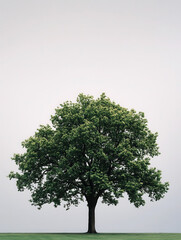 Obraz premium A solitary tree stands majestically against a subtle backdrop.