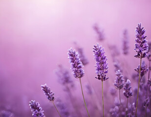 Obraz premium Lavender Flower Field.