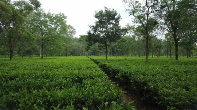 A large tea garden planted at the foothills of Darjeeling Himalayas for industrial scale tea production in a heritage tea estate, Siliguri, West Bengal, Aerial closeup