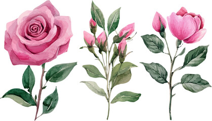 Fototapeta premium pink rose with leaves