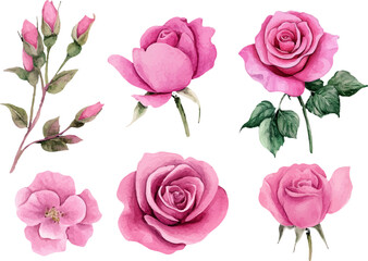 set of pink roses